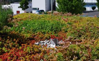 Sedum roof with Fallnet® SR